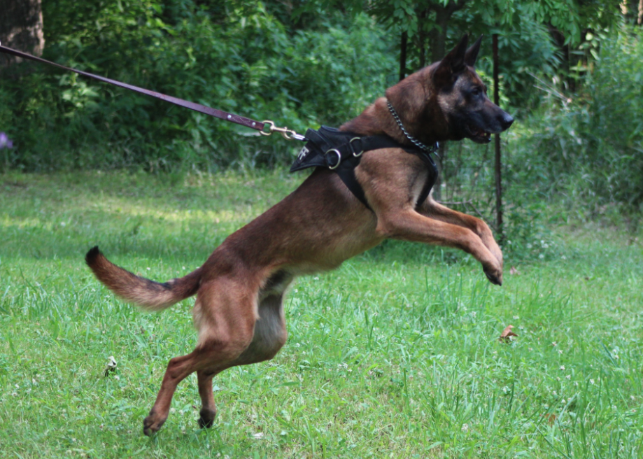 Central Indiana K9